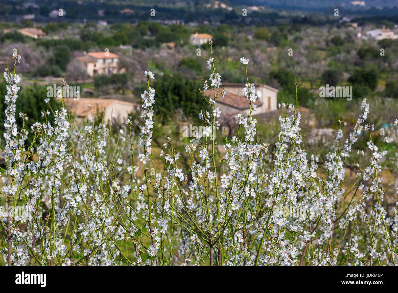 Mandelblüte in der Nähe von Dorf Caimari, Gemeinde Selva, Mallorca, Spanien Stockfoto Mandelblüte in der Nähe von Dorf Caimari, Gemeinde Selva, Mallorca, Spanien Stockfoto
