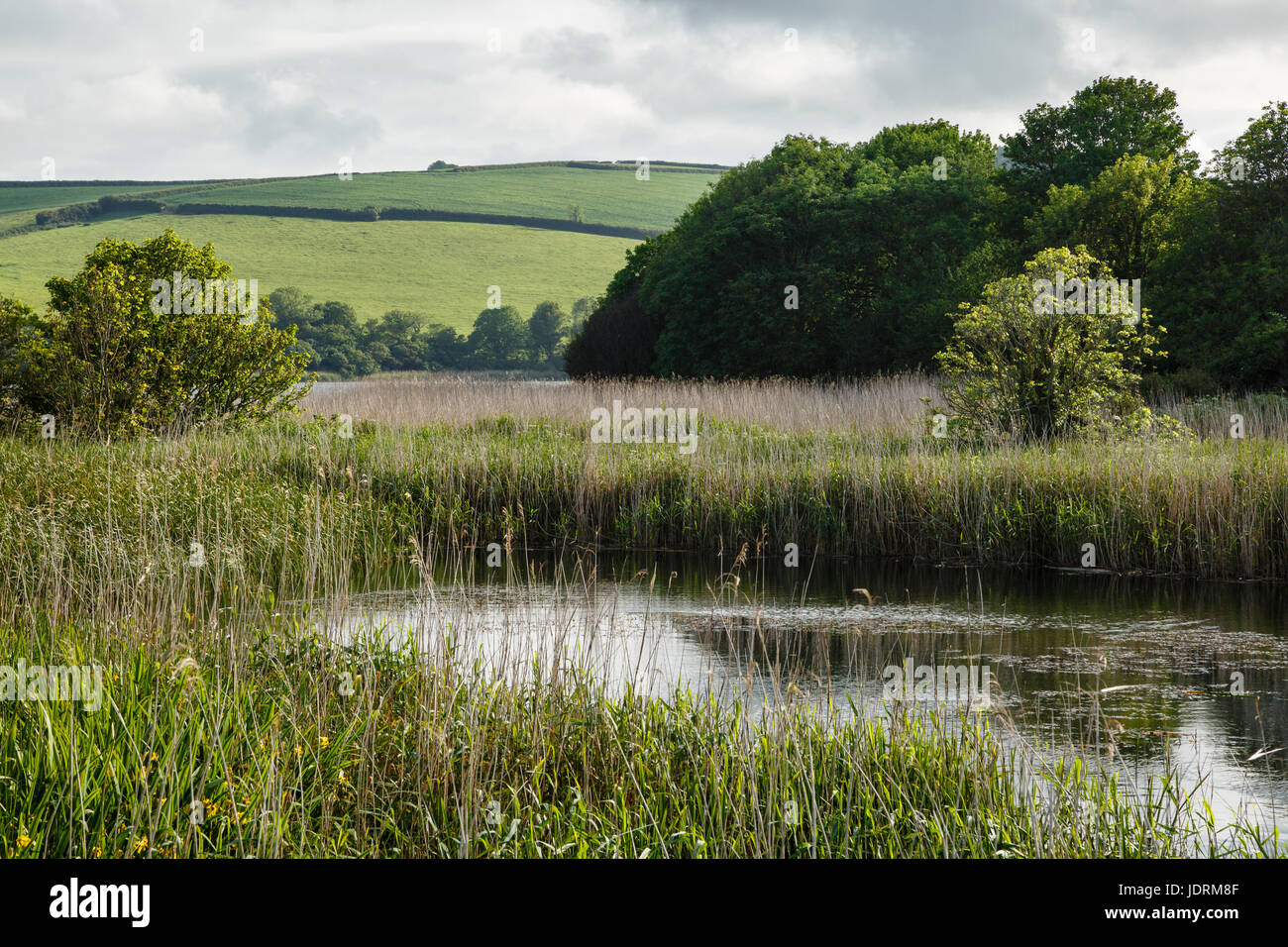 Slapton Ley Naturschutzgebiet in der Nähe von Torcross, Devon Stockfoto