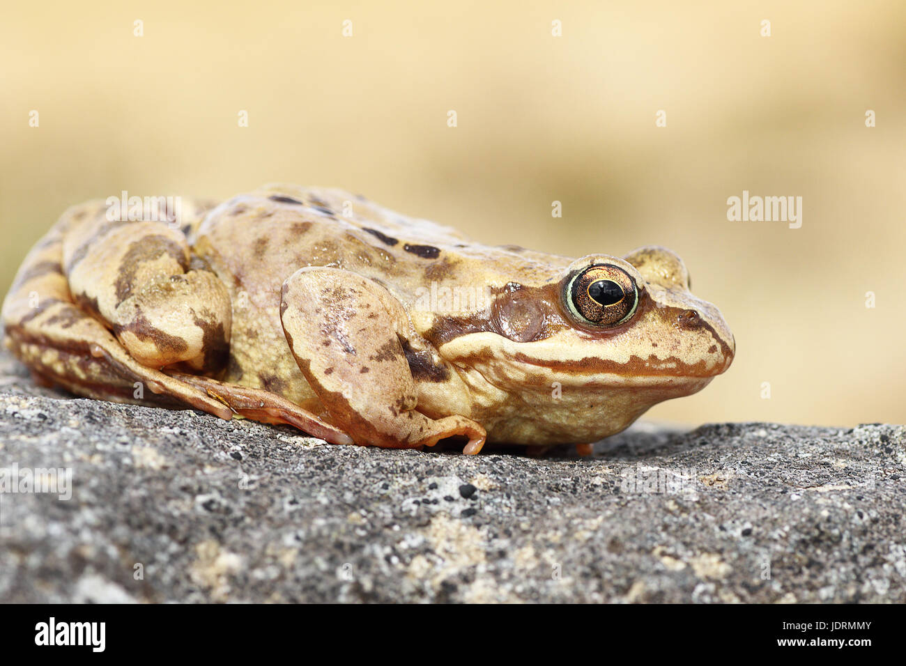 Kleiner brauner frosch Fotos und Bildmaterial in hoher Auflösung Alamy