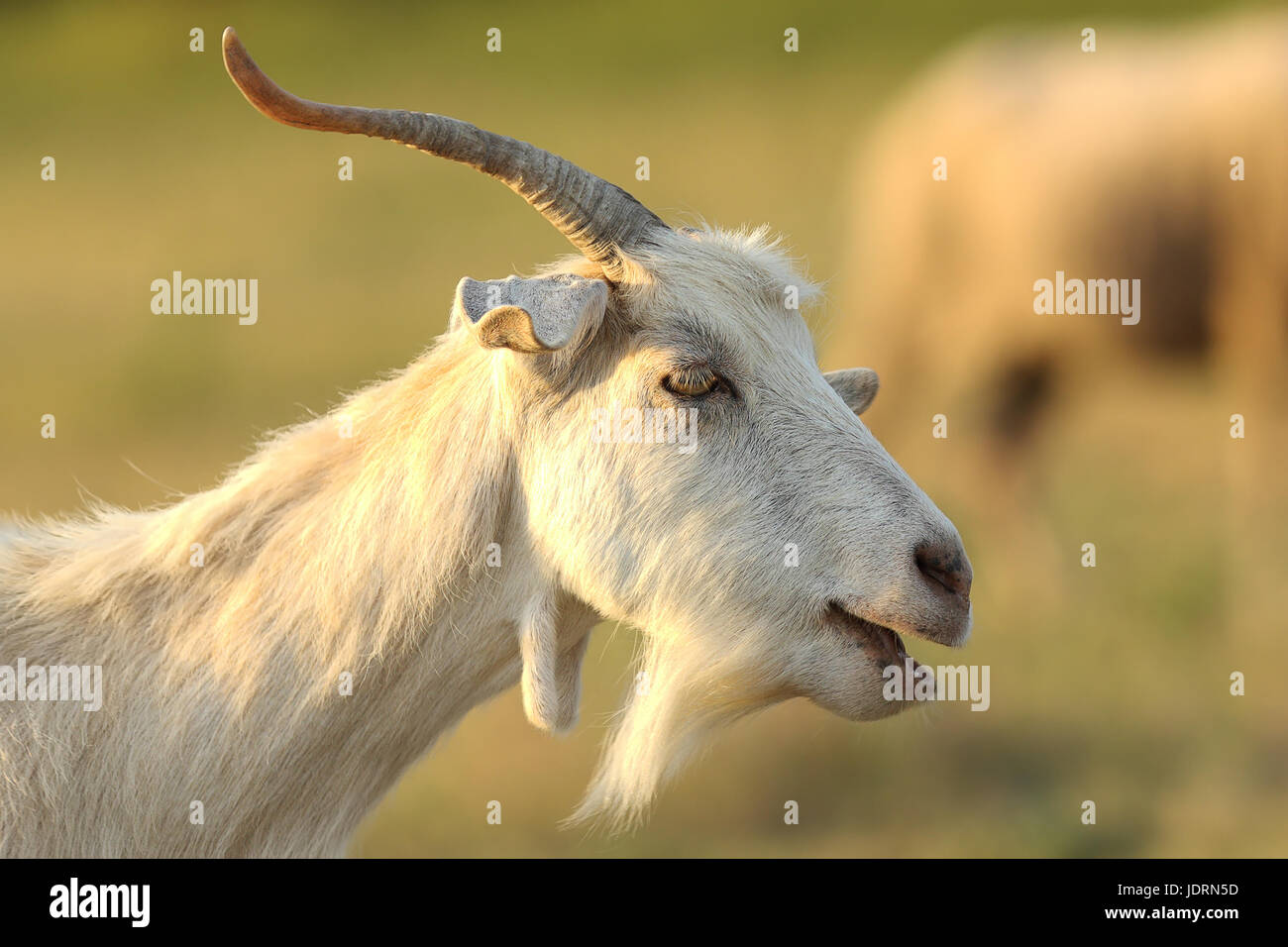 weißen Ziegenbock Porträt über aus Fokus Hintergrund (Capra Hircus) Stockfoto