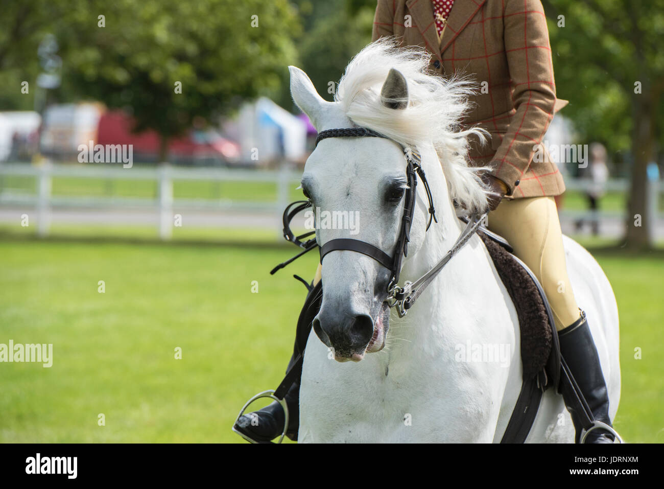 Welsh Pony und Fahrer auf der Ausstellung auf einer Agricultural Show. VEREINIGTES KÖNIGREICH Stockfoto