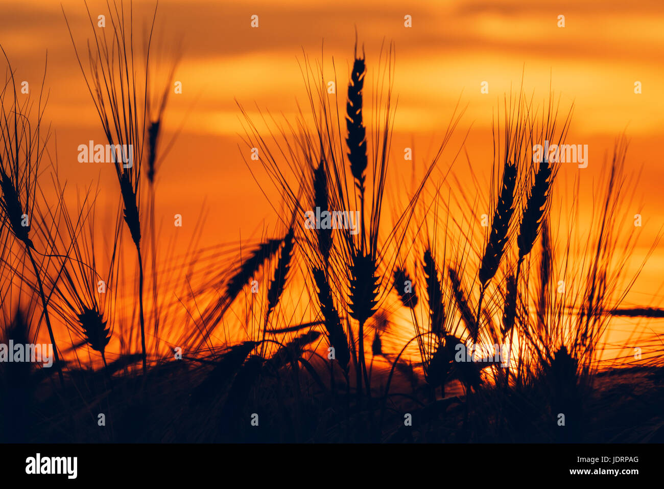 Weizen Feld Sonnenuntergang Silhouetten mit orangefarbenen Himmel im Hintergrund Stockfoto