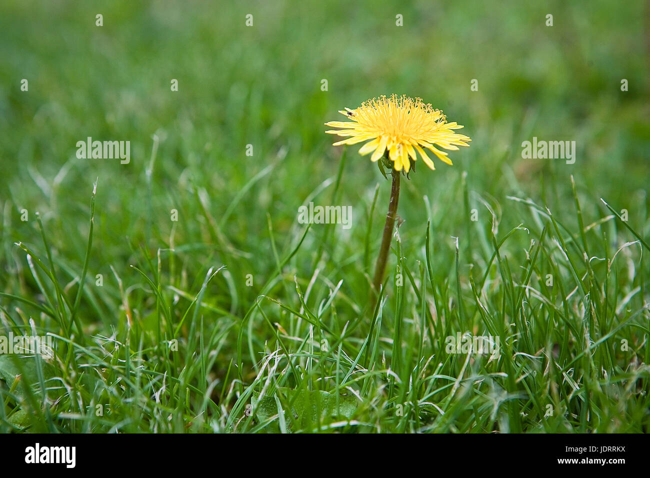 Gelbe Blume Im Rasen