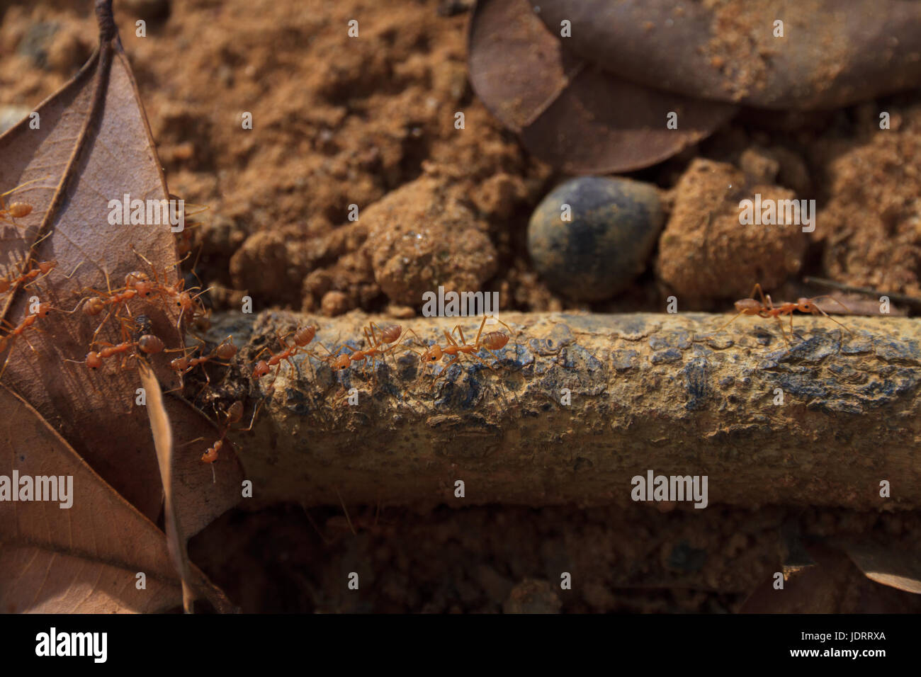 Rote Ameisen auf einem Stück Holz Stockfoto