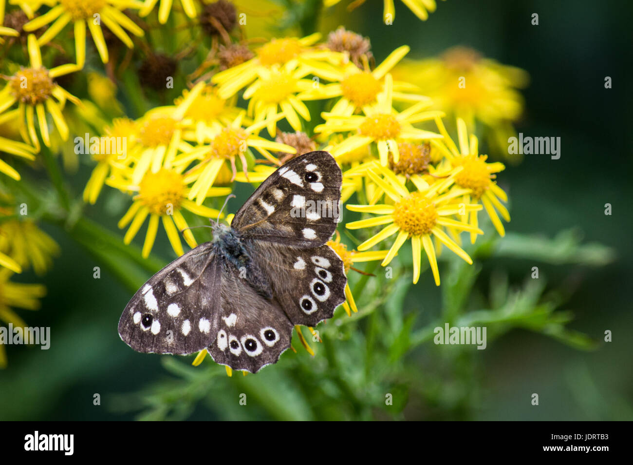 Hauhechelbläuling Schmetterling auf Ragwort mit ihren Flügeln öffnen Stockfoto