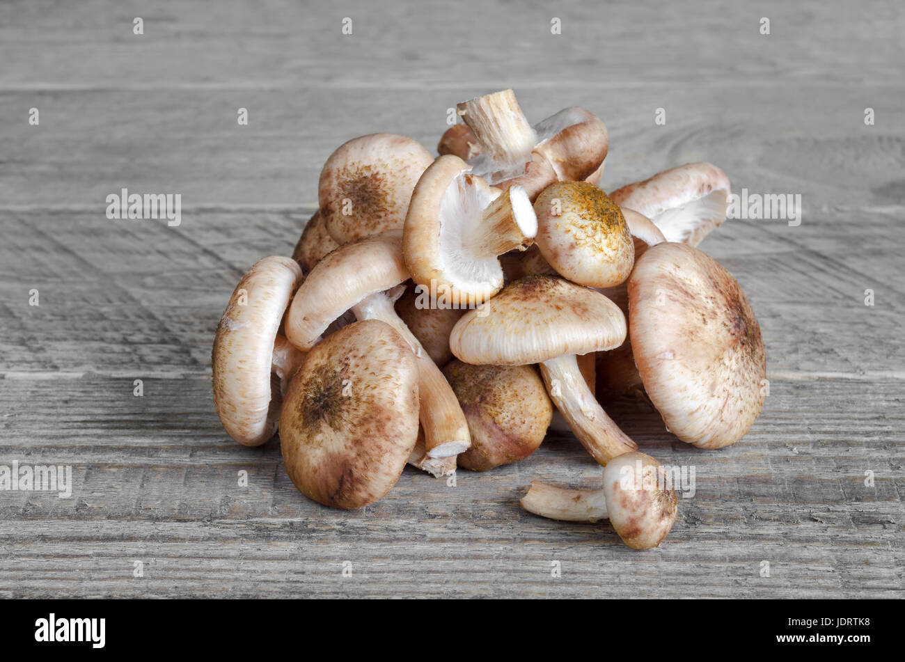 Ungekochte frische Pilze auf grauem Hintergrund aus Holz Stockfoto