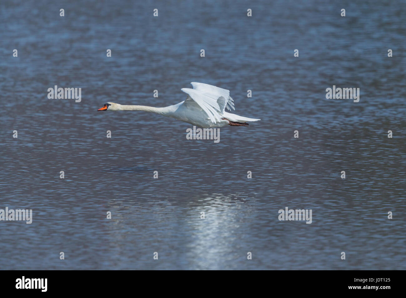 natürliche Höckerschwan (Cygnus Olor) während des Fluges über blaue Wasserfläche Stockfoto