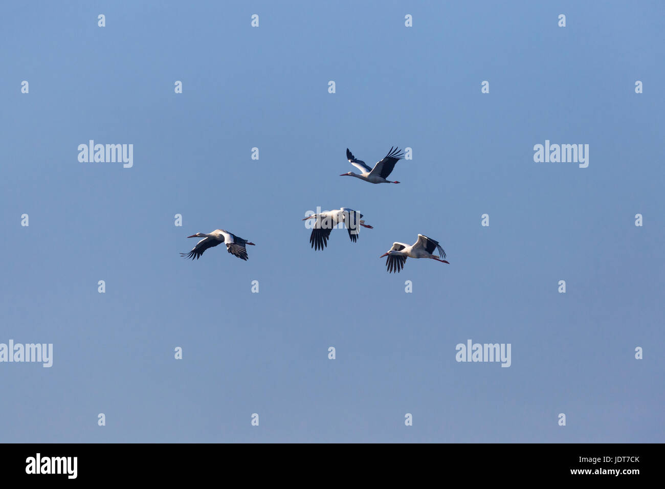 vier natürliche Weißstörche (Ciconia Ciconia) fliegen in blauer Himmel mit Sonnenschein Stockfoto