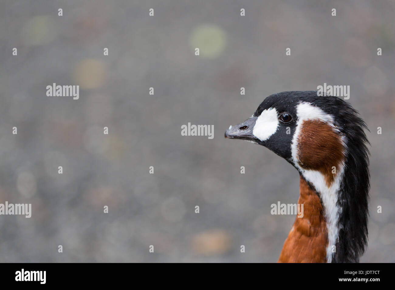 Portrait von natürlichen red-necked Gans Kopf (branta ruficollis) Stockfoto