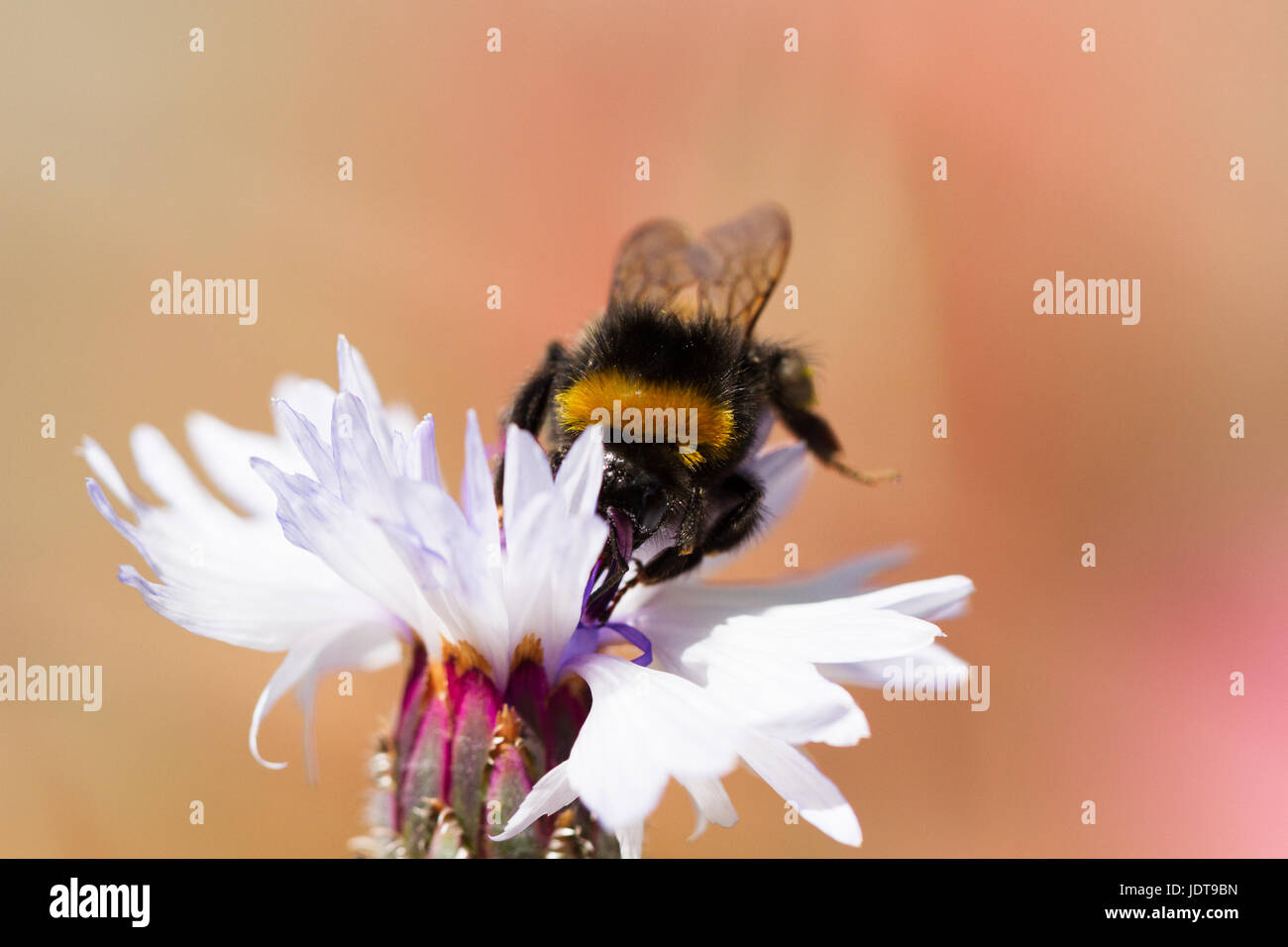 Buff/Weißschwanzhummel, (bombus terrestris/lucorum)Pollensammeln von einer Kornblume an einem Sommertag, Dorset, UK, 2017 Stockfoto