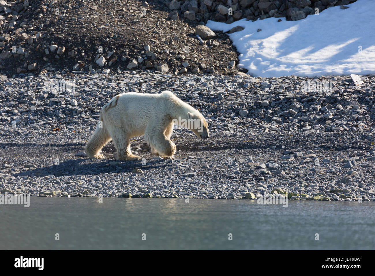 Ein Erwachsener Eisbär Spaziergänge entlang der Kiesstrand in Mushamna, Spitzbergen Stockfoto