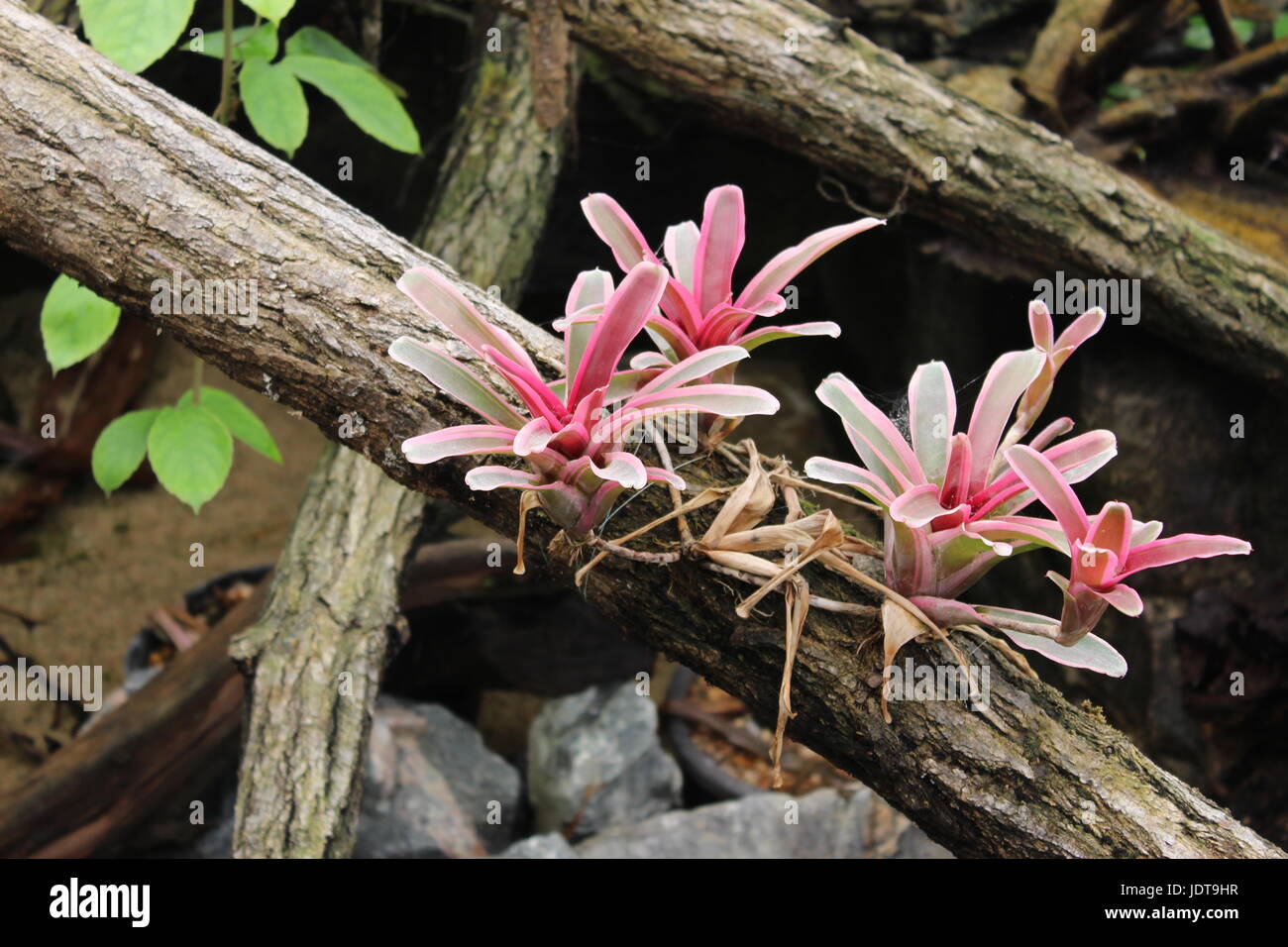 Schöne Wildpflanzen auf einem Zweig in der Natur Stockfoto