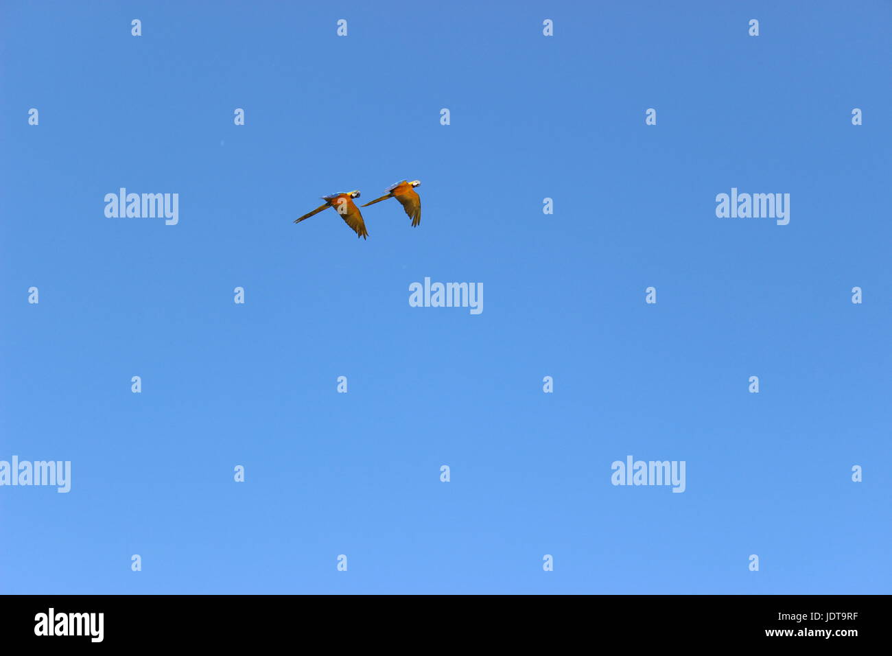 Einige bunte Vögel in einem strahlend blauen Himmel Stockfoto