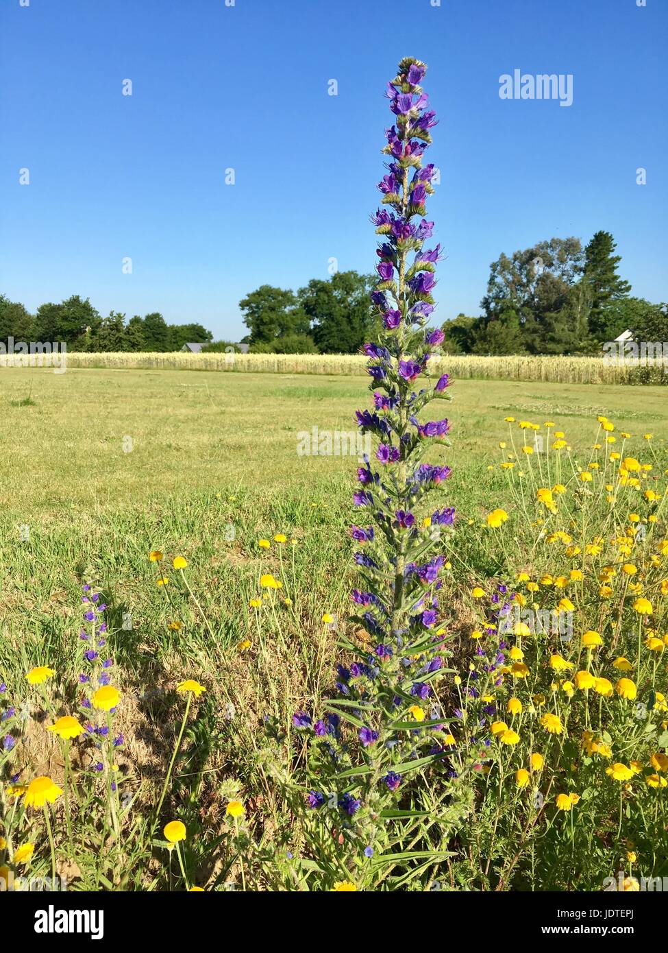 Evran, Frankreich Stockfoto