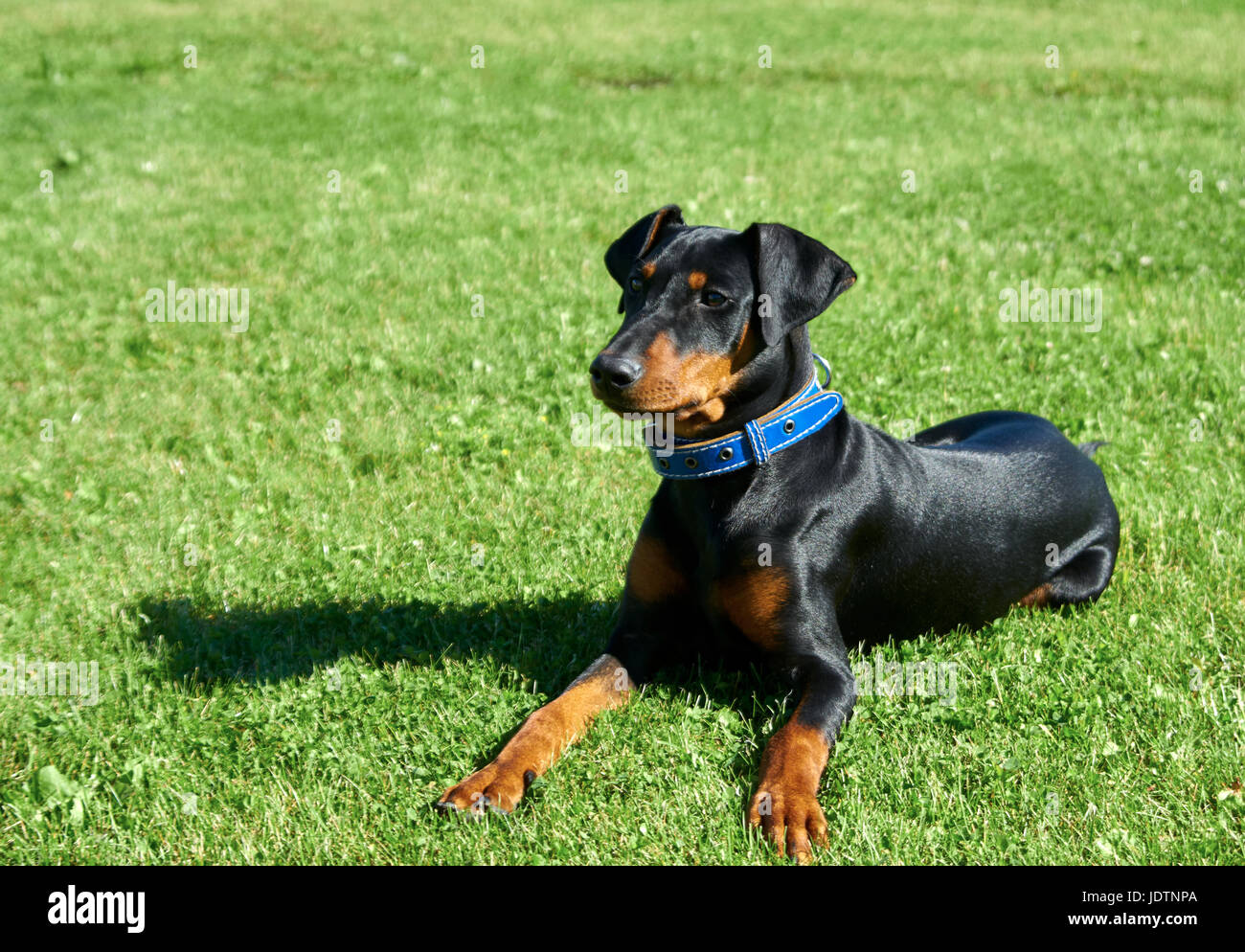 Deutsche Pinscher geht auf dem Rasen Stockfoto