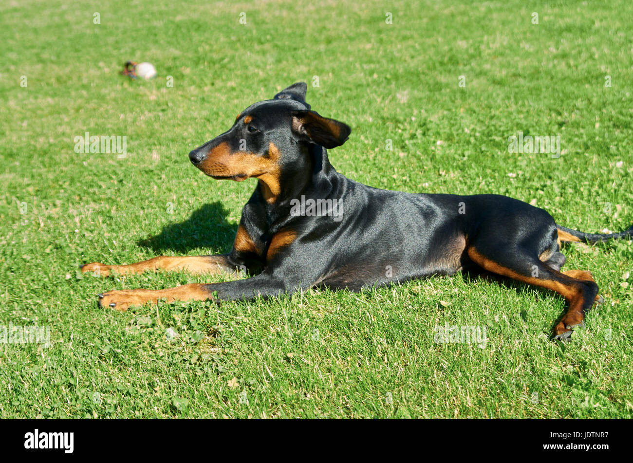 Deutsche Pinscher geht auf dem Rasen Stockfoto
