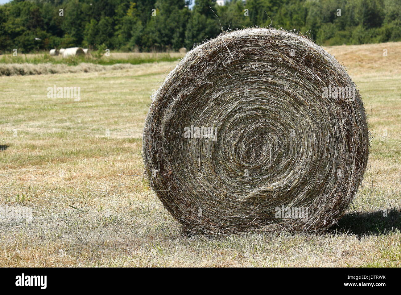 Große Rollen von Heu in der Mitte der Felder beim Austrocknen Stockfoto