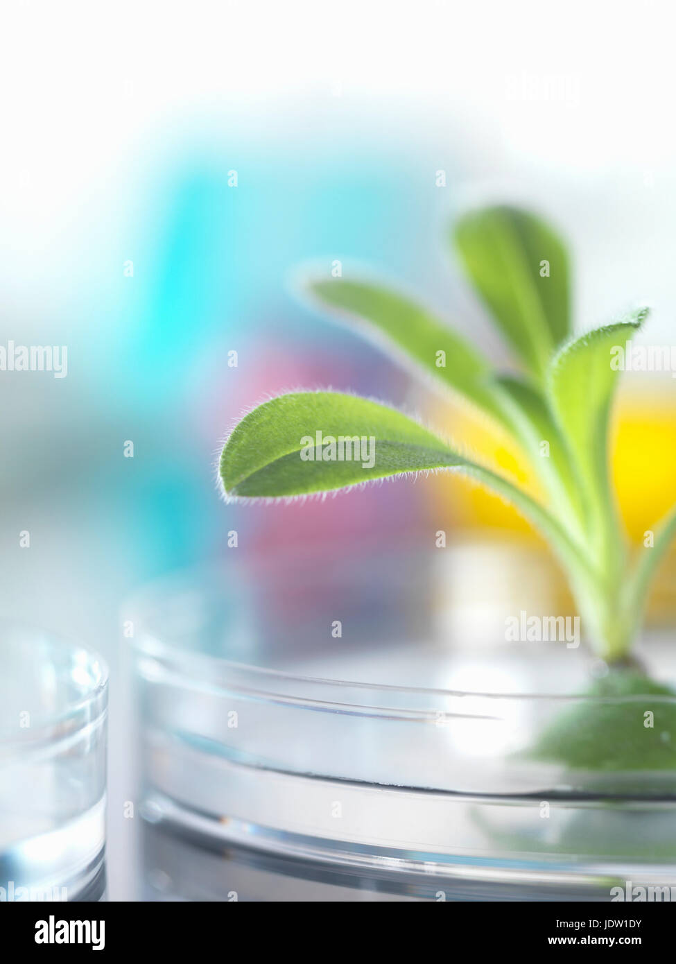 Pflanze wächst in Petrischale Stockfoto