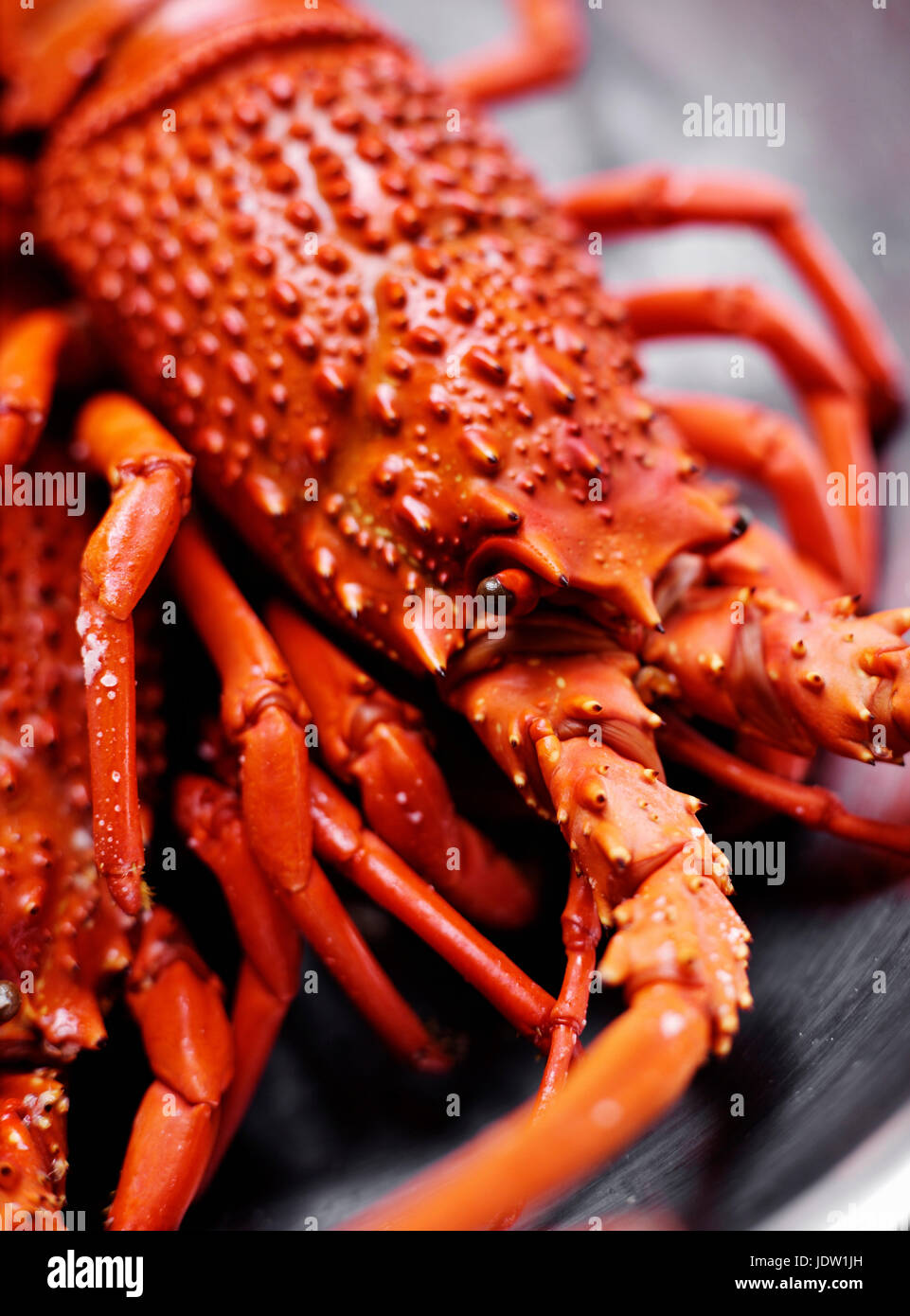 Nahaufnahme von Hummer Stockfoto