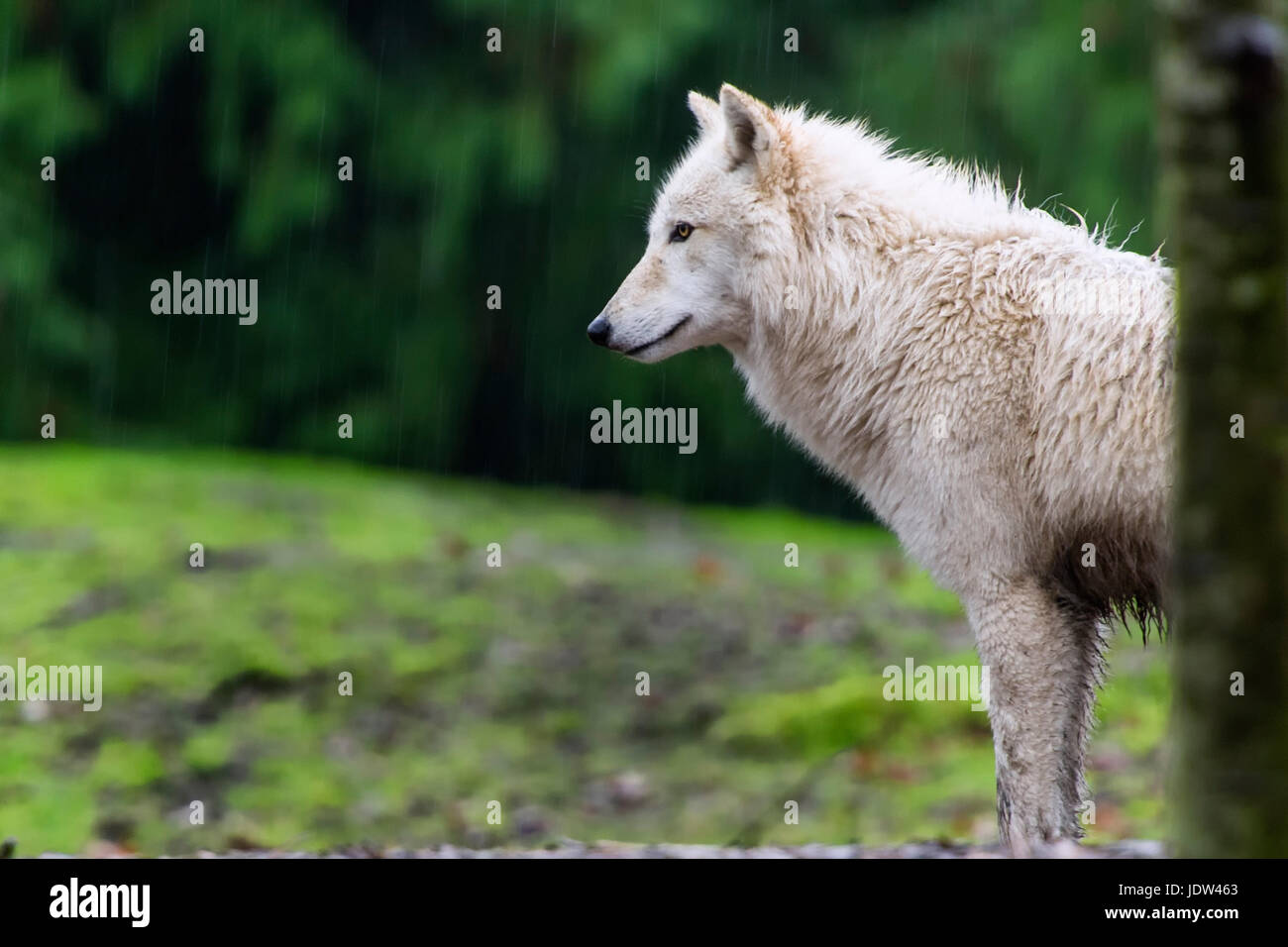 Grauer Wolf, Seattle, Washington, USA Stockfoto