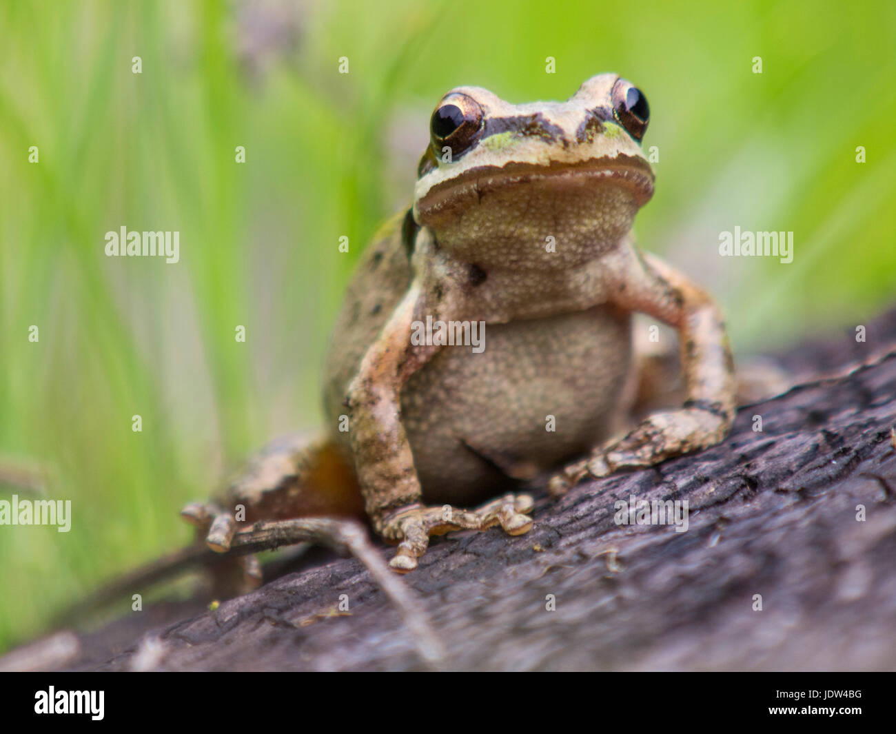 Pacific Laubfrosch (Pseudacris Regilla), Marin County, Kalifornien, USA Stockfoto