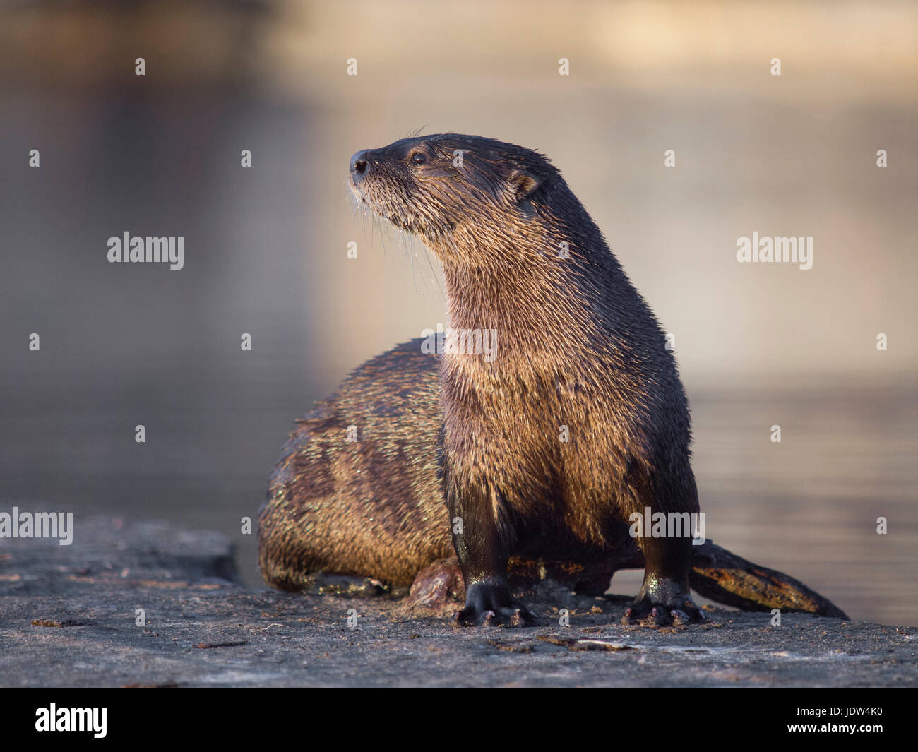 North American River Otter, Lontra Canadensis, "Sutro Sam", die nur wild Fischotter in San Francisco Stockfoto