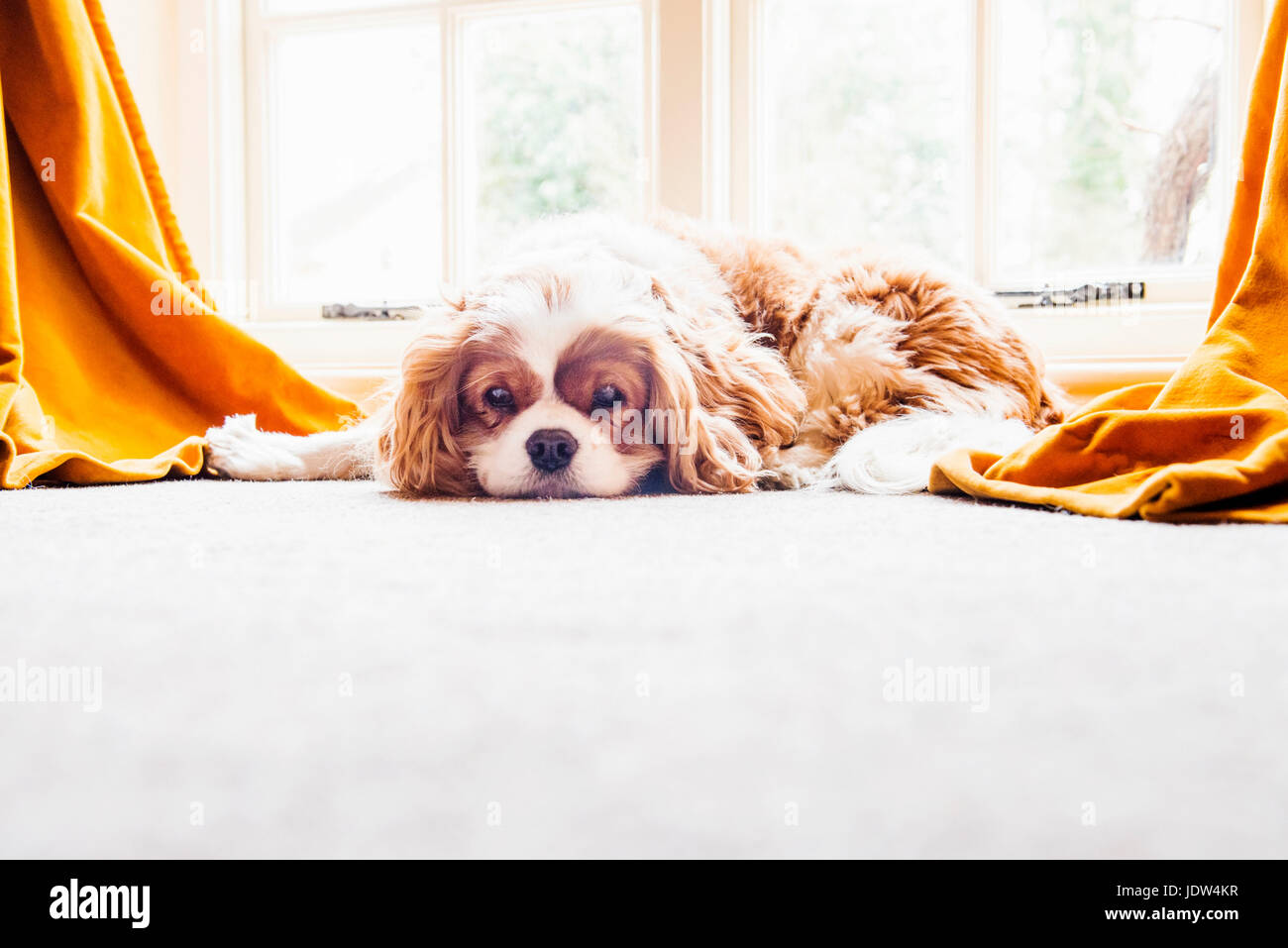 Hund am Boden liegend Stockfoto