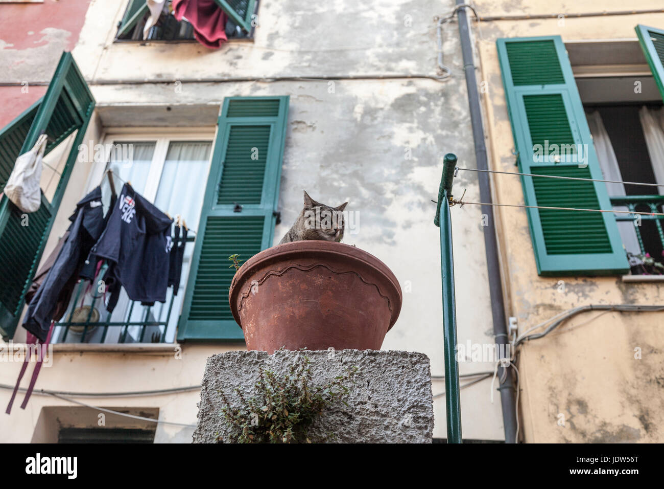 Katze in einen Blumentopf, Porto Venere, Cinque Terre, Ligurien, Italien Stockfoto