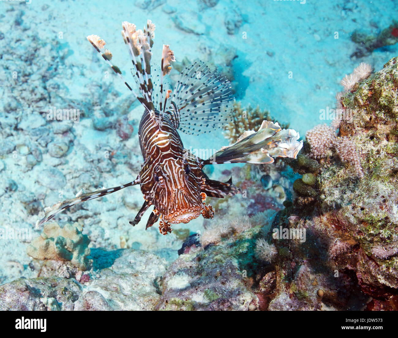 Rot Rotfeuerfisch (Pterois Volitans) Stockfoto