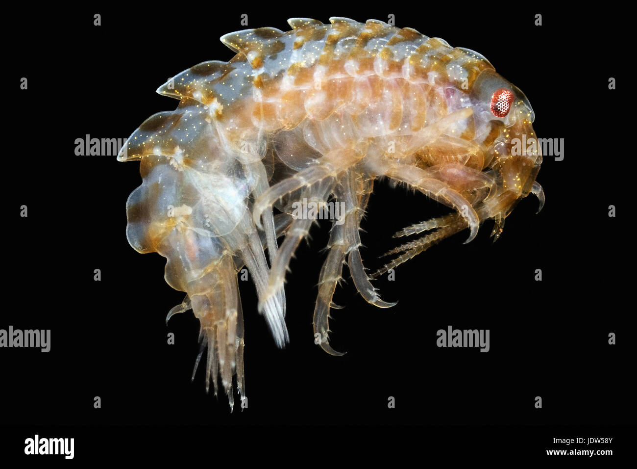 Gammarellus homari Stockfoto