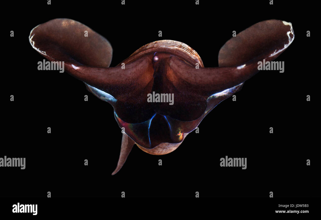 Limacina Helicina Meeresschnecke Stockfoto