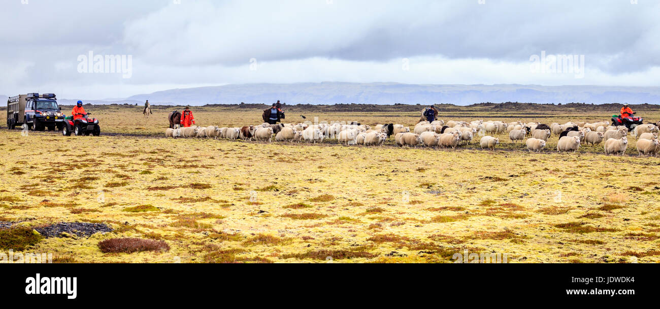 Southern Island, 14. September 2013: Bauern sind Schafe hüten, am Ende des Sommers im Süden Islands Stockfoto