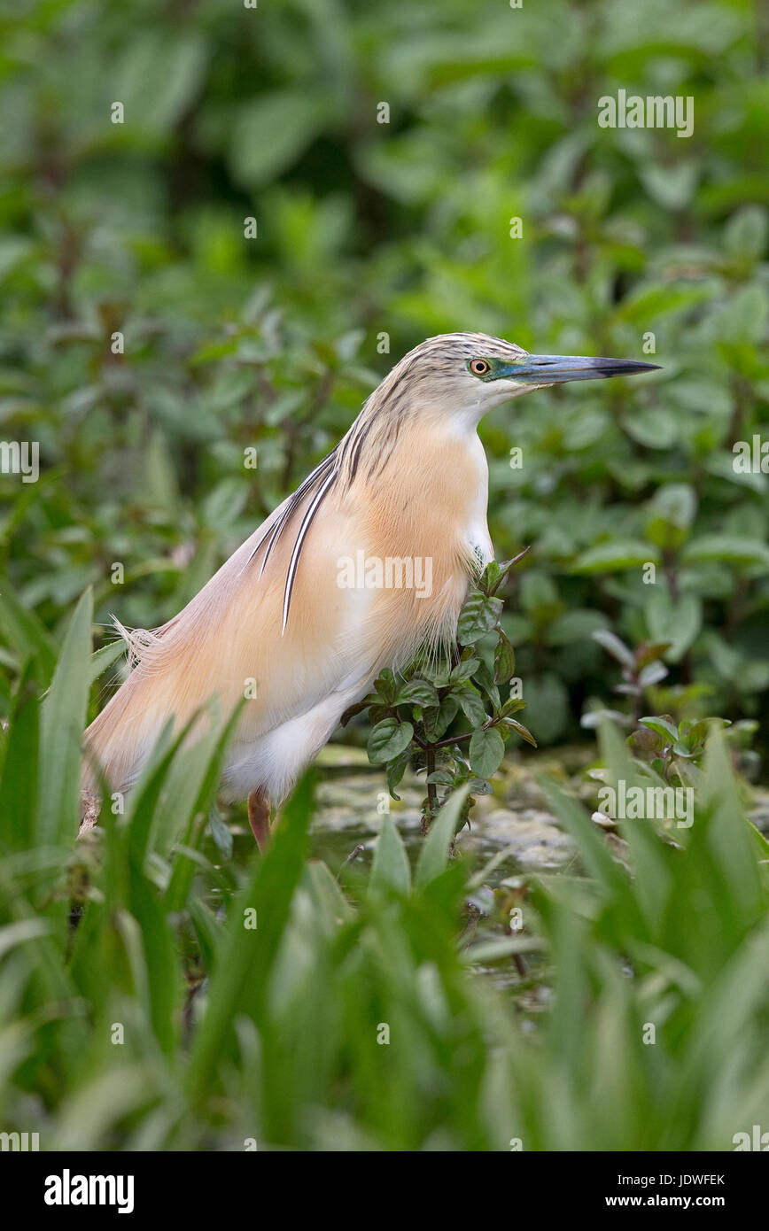 Squacco Heron (Ardeola Ralloides) Stockfoto
