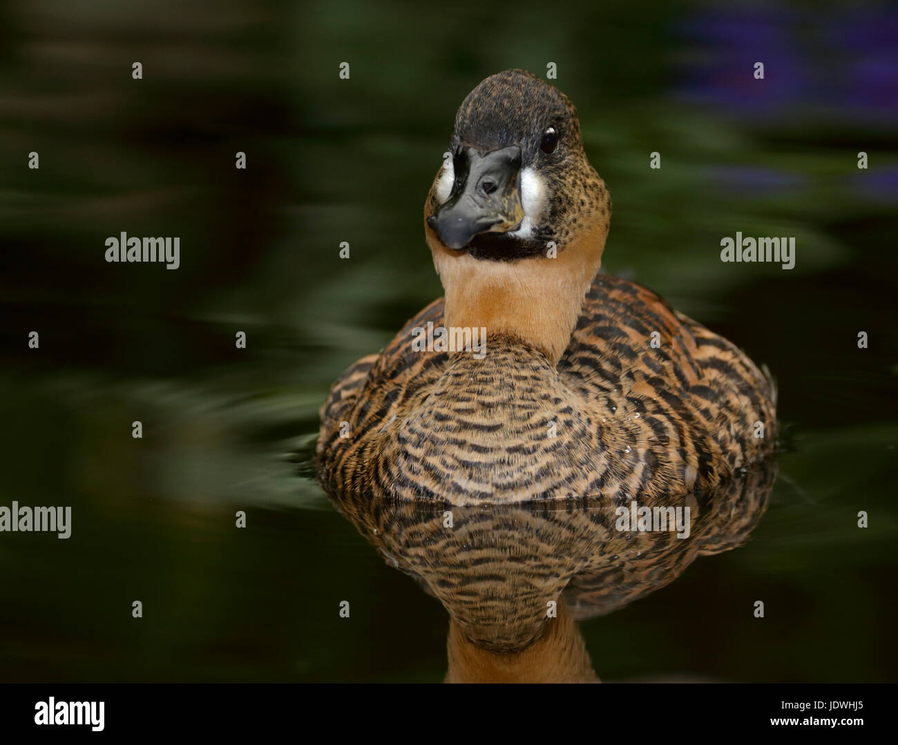 Afrikanische White-Backed Ente (Thalassornis Leuconotus Leuconotus) Stockfoto