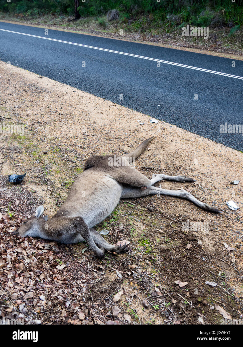 Road kill, ein totes Känguru getroffen von einem Kraftfahrzeug auf der Seite einer Landstraße
