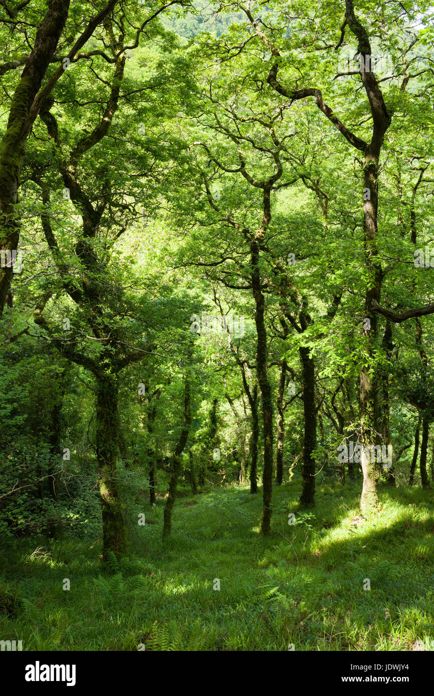 Der Wald im Woody Bay im Exmoor National Park, North Devon, England. Stockfoto