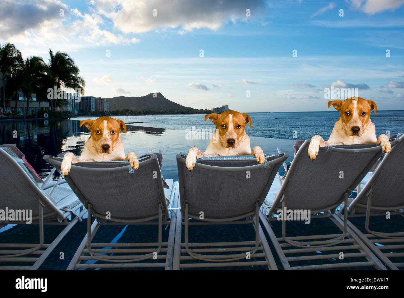 Drei Familien Hunde im Urlaub auf Hawaii. Stockfoto