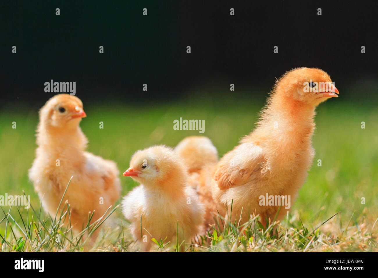 Schnell wachsende Hühner im warmen Sonnenschein, Nutztiere, Tierbabys Stockfoto