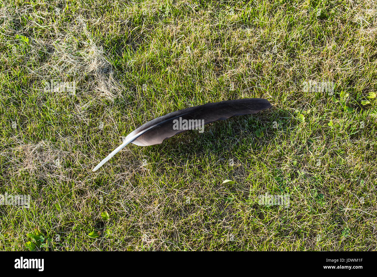 Große schwarze Flügel Feder verloren durch Weißstorch auf getrimmte Rasen Stockfoto