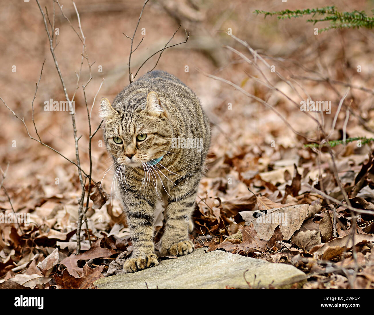 Highland Lynx Katze im Wald Stockfoto