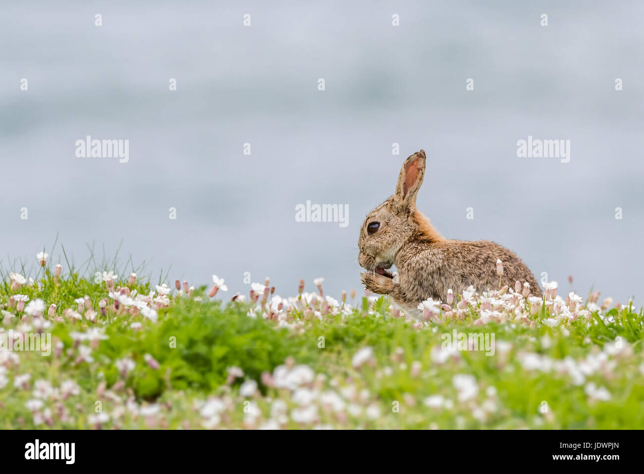 Kaninchen leckt Pfoten unter Meer Campion Blumen. Skomer Island, Pembrokeshire, Juni Stockfoto