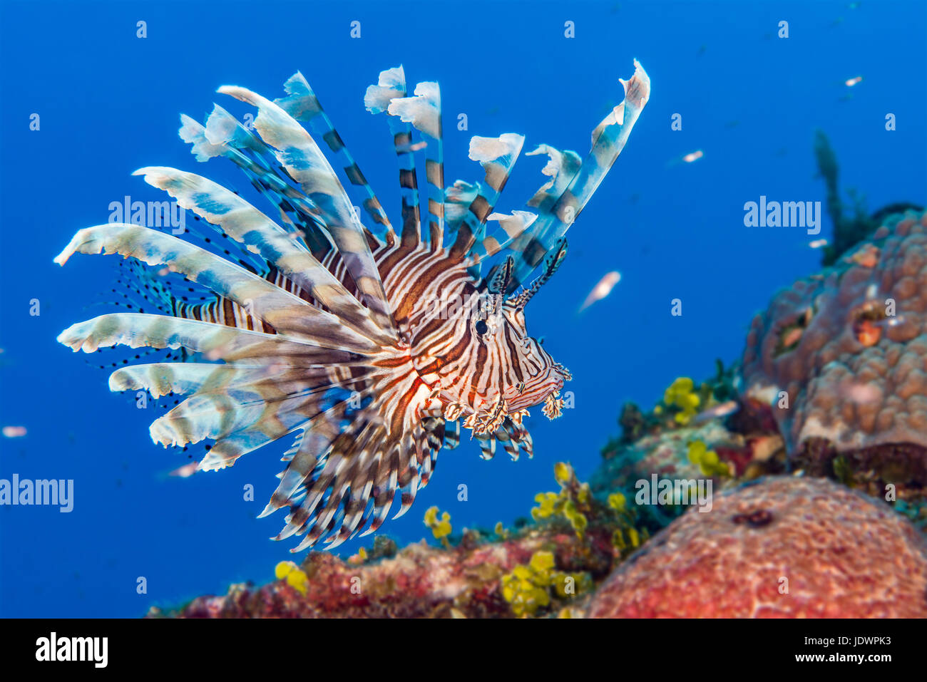 Gemeinsamen Rotfeuerfische {Pterois Volitans} ist eine invasiven Arten in der Karibik. Bahamas, Dezember Stockfoto