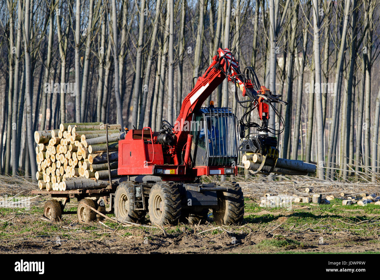 Der Harvester arbeitet in einem Pappel-Wald Stockfoto