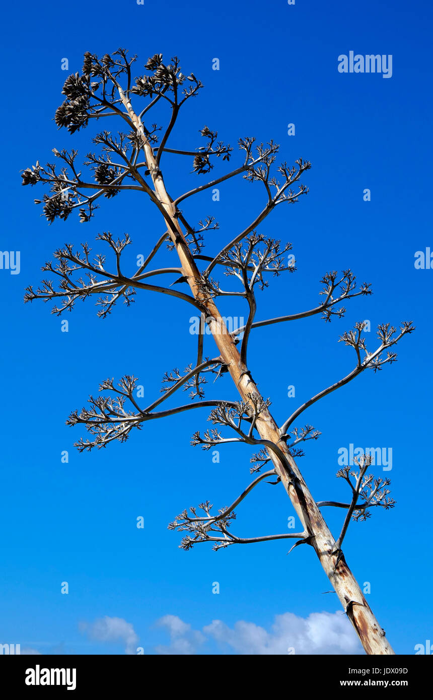 Agave Typ Pflanze, Sardinien, Italien Stockfoto