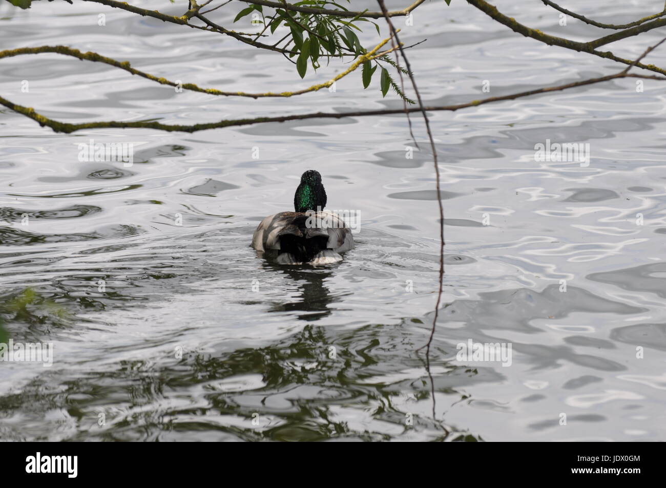Diese Bilder sind in Rumänien in diesem Jahr gemacht... Ich empfehle mit Vertrauen, dorthin zu gehen, um zu besuchen. Stockfoto