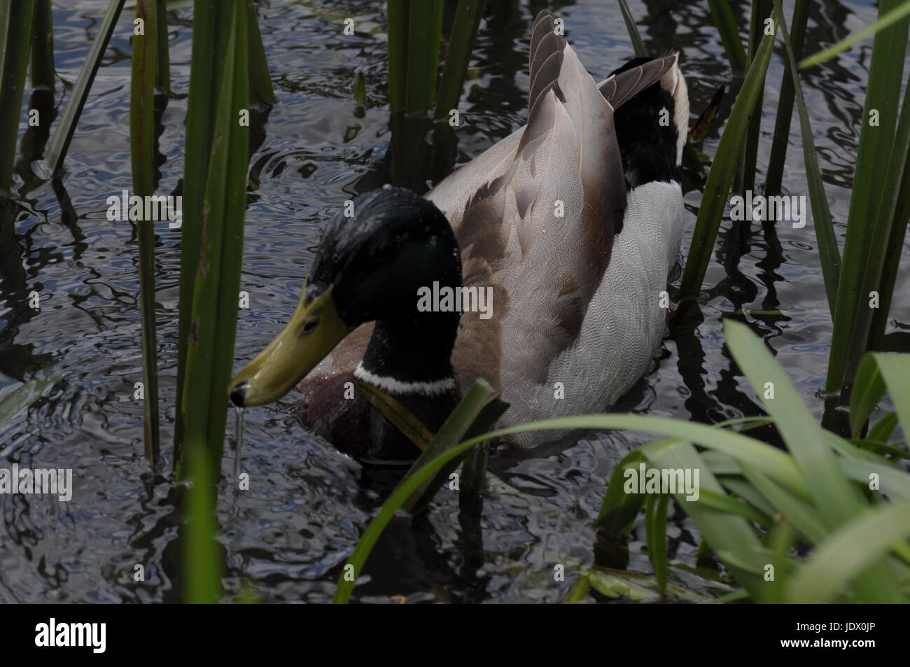 Diese Bilder sind in Rumänien in diesem Jahr gemacht... Ich empfehle mit Vertrauen, dorthin zu gehen, um zu besuchen. Stockfoto