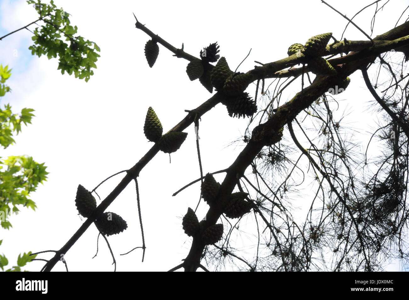 Diese Bilder sind in Rumänien in diesem Jahr gemacht... Ich empfehle mit Vertrauen, dorthin zu gehen, um zu besuchen. Stockfoto