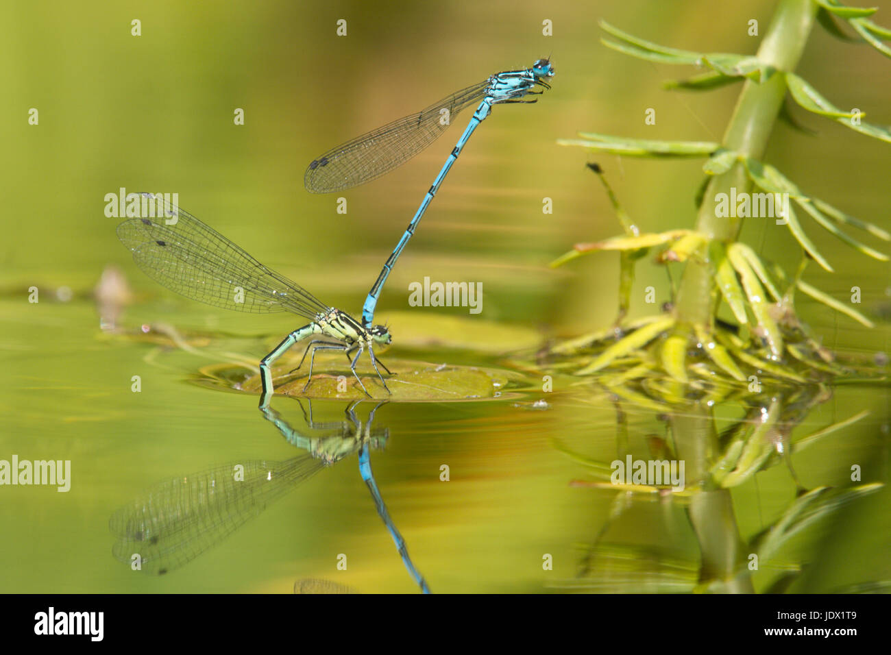 Azure Libellen, Coenagrion Puella, Paarung und Eiablage im Garten Tierwelt Teich. Sussex, UK. Juni. Stockfoto