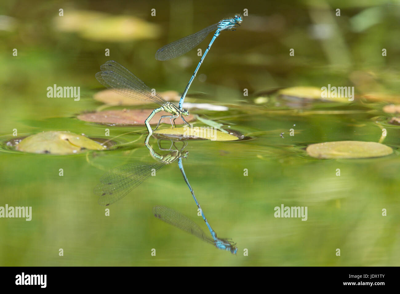 Azure Libellen, Coenagrion Puella, Paarung und Eiablage im Garten