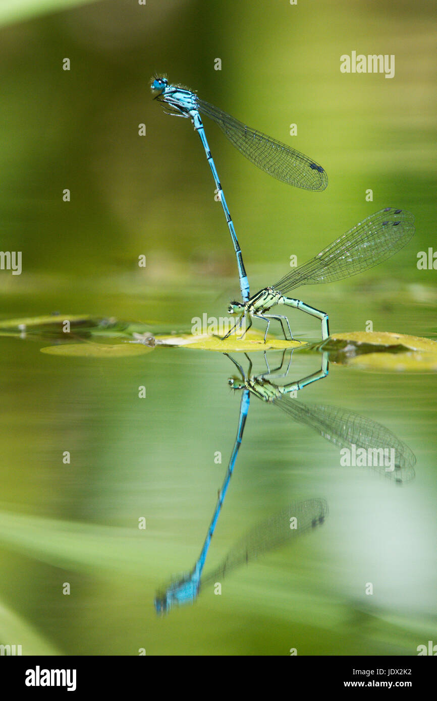 Azure Libellen, Coenagrion Puella, Paarung und Eiablage im Garten Tierwelt Teich. Sussex, UK. Juni. Stockfoto